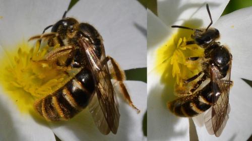 Lasioglossum sp.